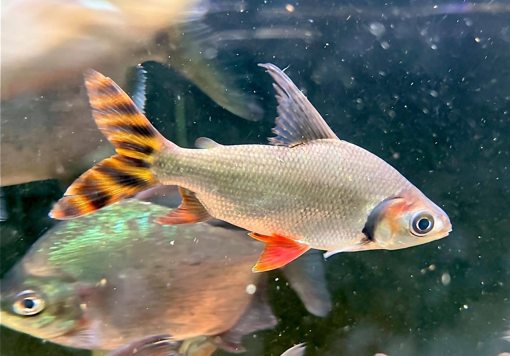 飛鳳魚的市場供應情況，飛鳳魚市場供應受限于原生地分布與人工繁殖難度雙重推動