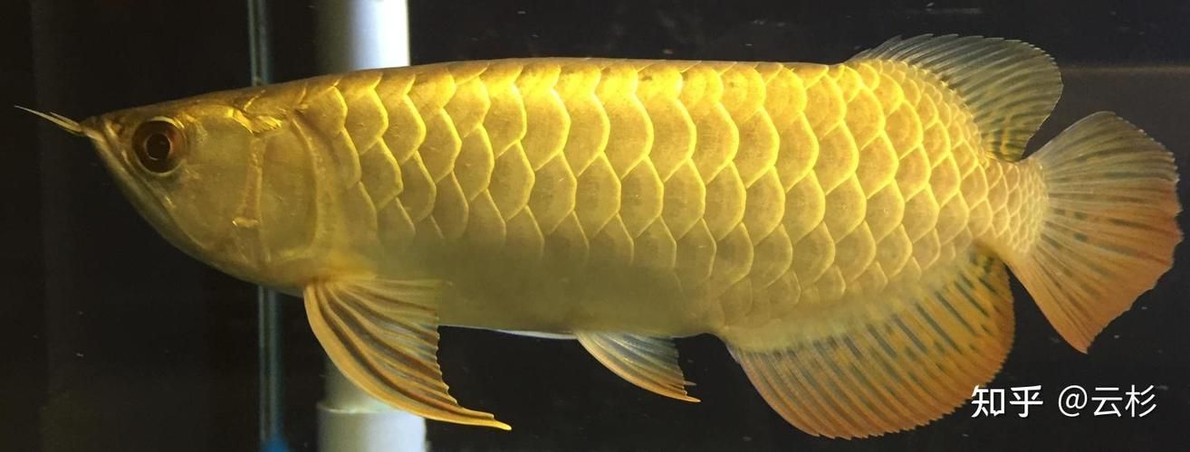 頂級龍魚的價格范圍是多少？，頂級龍魚價格因品種、大小和健康狀況而異，價格范圍是多少 頂級龍魚的價格范圍是多少？，頂級龍魚價格因品種、大小和健康狀況而異，價格范圍是多少 龍魚百科 第10張