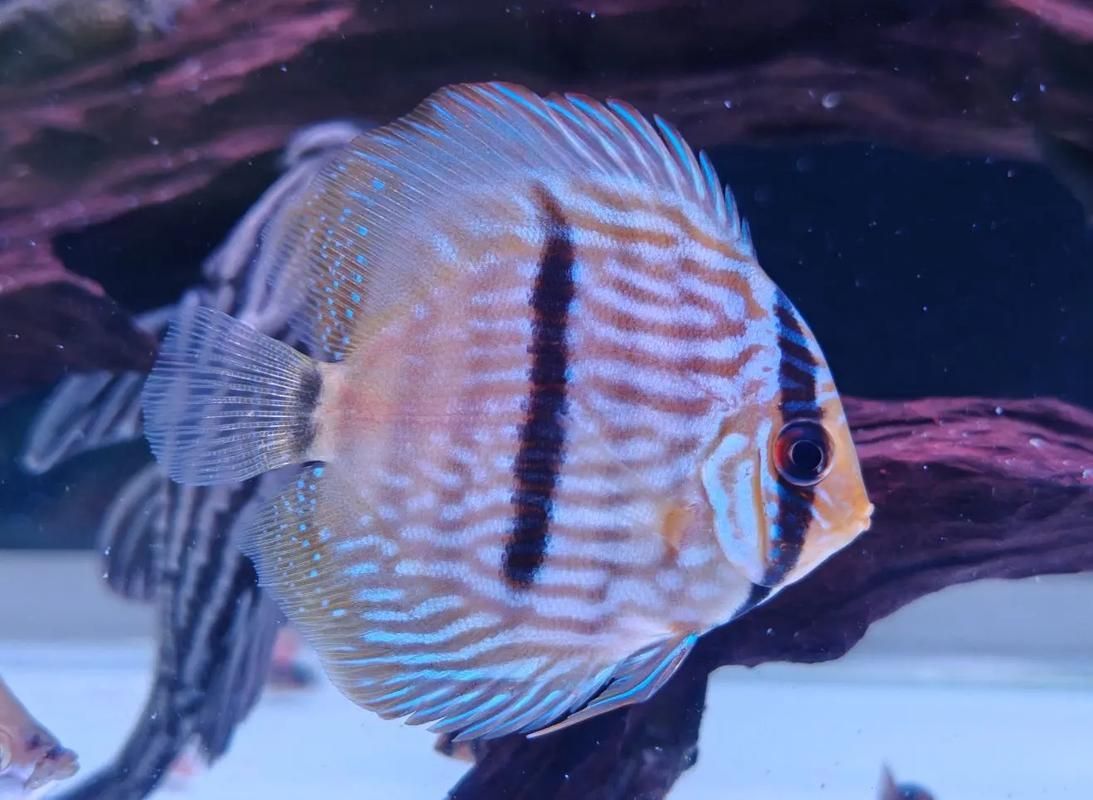 野彩魚的市場價格如何，野彩魚市場價格如何 野彩魚的市場價格如何，野彩魚市場價格如何 龍魚百科 第2張