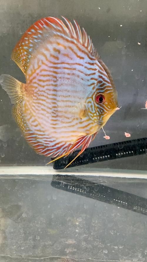 野彩魚的市場價格如何，野彩魚市場價格如何 野彩魚的市場價格如何，野彩魚市場價格如何 龍魚百科 第4張