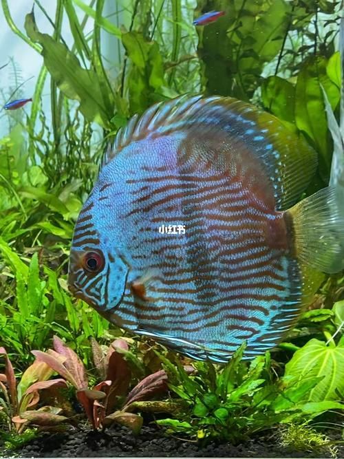 野彩魚的市場價格如何，野彩魚市場價格如何 野彩魚的市場價格如何，野彩魚市場價格如何 龍魚百科 第5張