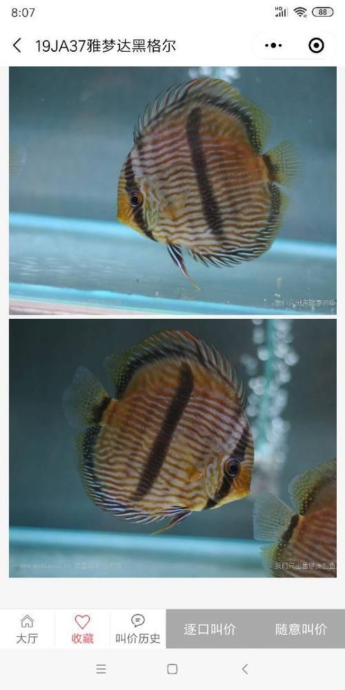 野彩魚的市場價格如何，野彩魚市場價格如何 野彩魚的市場價格如何，野彩魚市場價格如何 龍魚百科 第3張