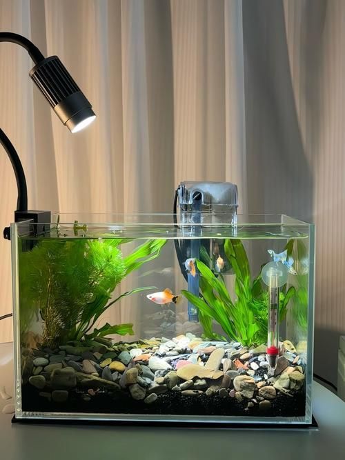 有沒有這些品牌魚缸的尺寸推薦？，魚缸尺寸怎么選擇？ 有沒有這些品牌魚缸的尺寸推薦？，魚缸尺寸怎么選擇？ 龍魚百科 第16張