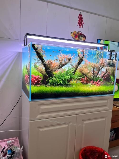 有沒有這些品牌魚缸的尺寸推薦？，魚缸尺寸怎么選擇？ 有沒有這些品牌魚缸的尺寸推薦？，魚缸尺寸怎么選擇？ 龍魚百科 第19張