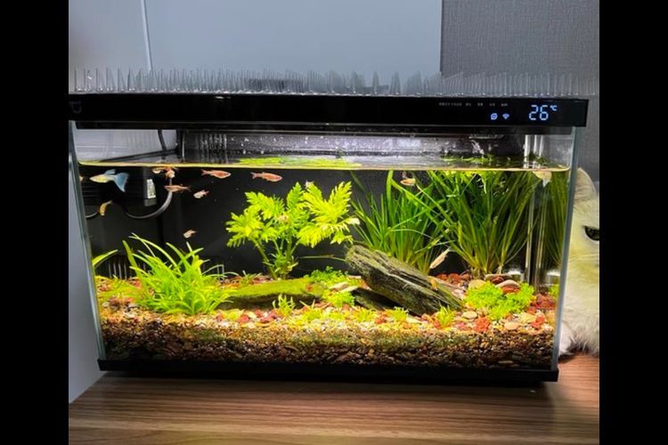 有沒有這些品牌魚缸的尺寸推薦？，魚缸尺寸怎么選擇？ 有沒有這些品牌魚缸的尺寸推薦？，魚缸尺寸怎么選擇？ 龍魚百科 第7張