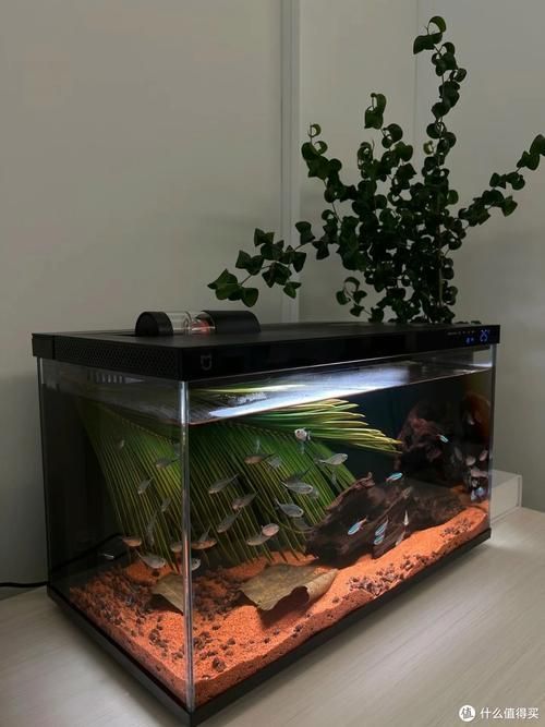 有沒有這些品牌魚缸的尺寸推薦？，魚缸尺寸怎么選擇？ 有沒有這些品牌魚缸的尺寸推薦？，魚缸尺寸怎么選擇？ 龍魚百科 第11張