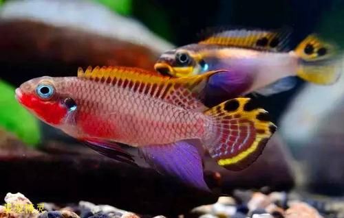 如何區(qū)分幼年翡翠鳳凰魚的性別？，“翡翠鳳凰魚（pelvicachromistaeniatus）學(xué)名