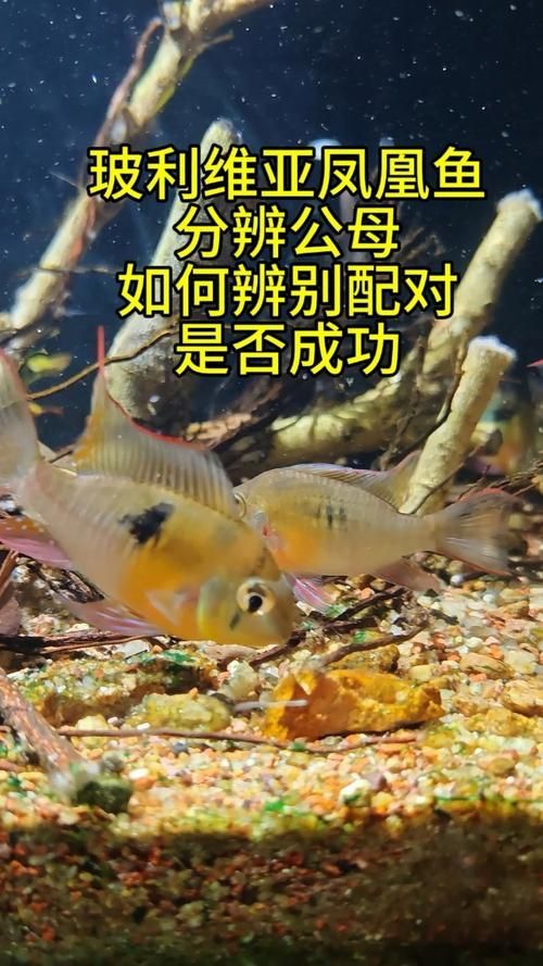 如何區(qū)分幼年翡翠鳳凰魚的性別？，“翡翠鳳凰魚（pelvicachromistaeniatus）學(xué)名