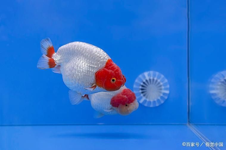 如何區(qū)分幼年翡翠鳳凰魚的性別？，“翡翠鳳凰魚（pelvicachromistaeniatus）學(xué)名