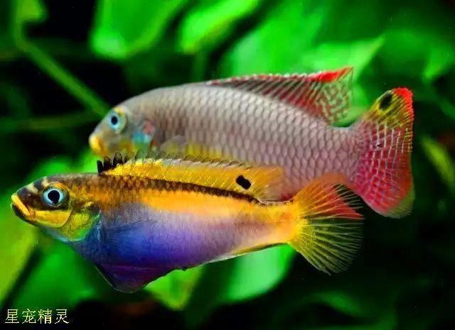 如何區(qū)分幼年翡翠鳳凰魚的性別？，“翡翠鳳凰魚（pelvicachromistaeniatus）學(xué)名