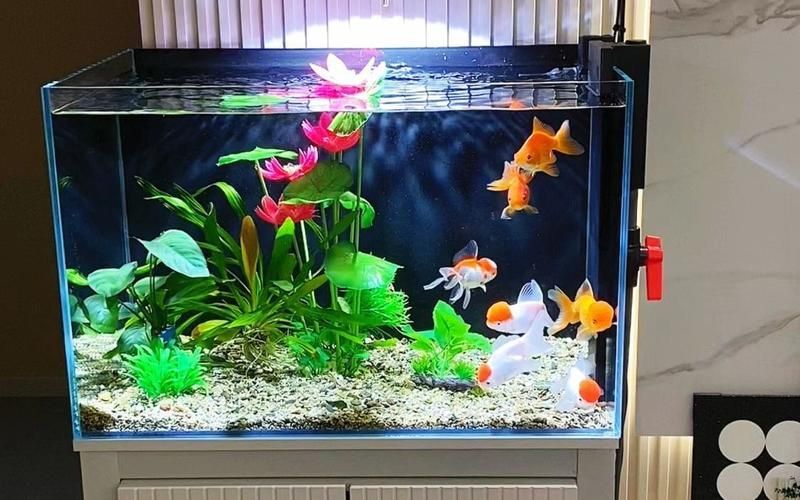 給我一些家庭水族箱布置的圖片，家庭水族箱如何布置 給我一些家庭水族箱布置的圖片，家庭水族箱如何布置 龍魚百科 第13張