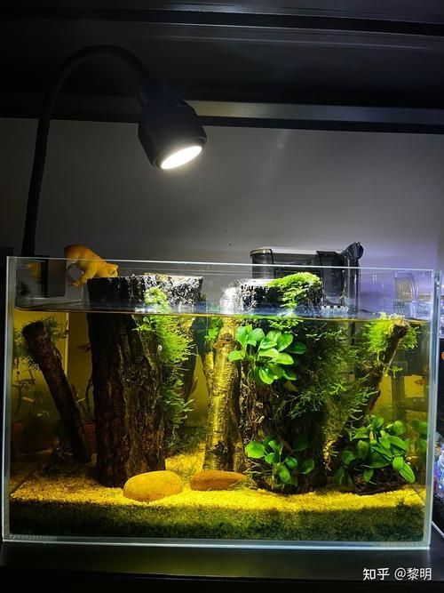 給我一些家庭水族箱布置的圖片，家庭水族箱如何布置 給我一些家庭水族箱布置的圖片，家庭水族箱如何布置 龍魚百科 第17張