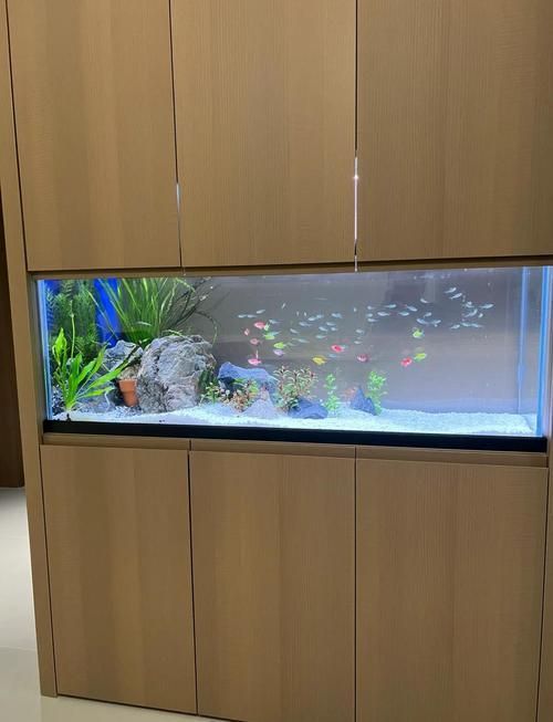 給我一些家庭水族箱布置的圖片，家庭水族箱如何布置 給我一些家庭水族箱布置的圖片，家庭水族箱如何布置 龍魚百科 第4張
