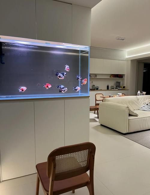 給我一些家庭水族箱布置的圖片，家庭水族箱如何布置 給我一些家庭水族箱布置的圖片，家庭水族箱如何布置 龍魚百科 第2張