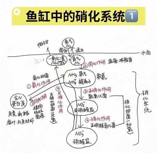 如何預(yù)防魚爛尾感染，如何科學(xué)預(yù)防魚爛尾感染