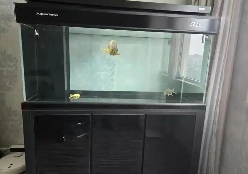 彩鰈、久鼎、水獵人哪個(gè)品牌最好？，彩鰈、久鼎、水獵人哪個(gè)品牌最好 彩鰈、久鼎、水獵人哪個(gè)品牌最好？，彩鰈、久鼎、水獵人哪個(gè)品牌最好 龍魚百科 第8張
