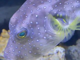 狗頭魚(yú)，印尼小紅龍的飼養(yǎng)技巧:狗頭魚(yú)得名“狗頭魚(yú)”