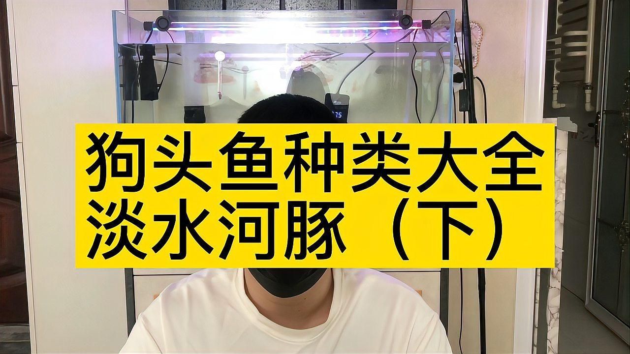 狗頭魚(yú)，印尼小紅龍的飼養(yǎng)技巧:狗頭魚(yú)得名“狗頭魚(yú)”