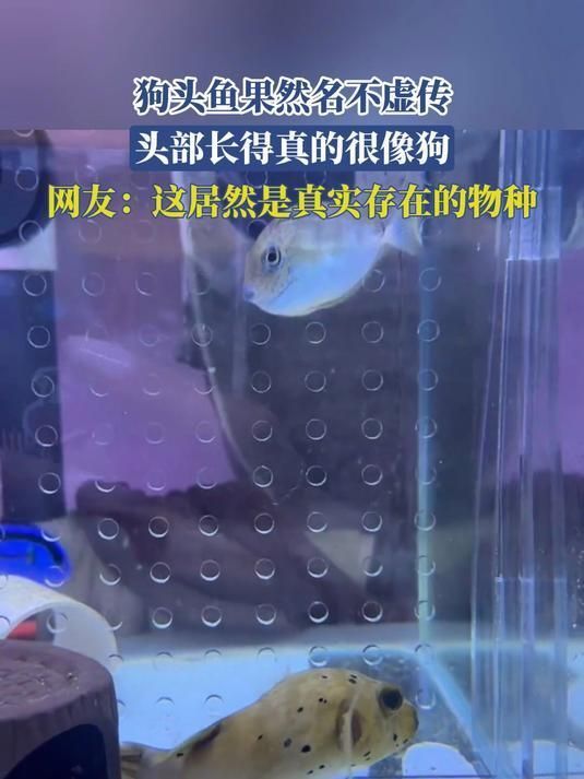 狗頭魚(yú)，印尼小紅龍的飼養(yǎng)技巧:狗頭魚(yú)得名“狗頭魚(yú)”