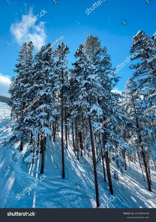 如何判斷泰國雪鯽魚是否健康?,如何判斷泰國雪鯽魚是否“健康” 龍魚百科 第1張 如何判斷泰國雪鯽魚是否健康?,如何判斷泰國雪鯽魚是否“健康” 如何判斷泰國雪鯽魚是否健康?,如何判斷泰國雪鯽魚是否“健康” 龍魚百科 第1張