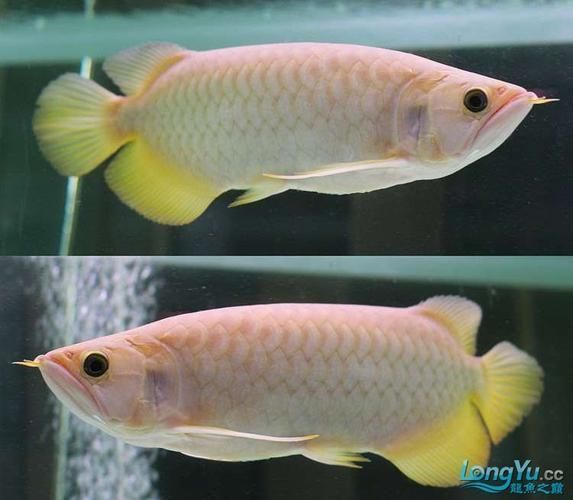 古典龍魚有哪些品種,《山海經》神秘龍魚品種大揭秘:哪種最招財松露巧克力 龍魚百科 第6張 古典龍魚有哪些品種,《山海經》神秘龍魚品種大揭秘:哪種最招財松露巧克力 古典龍魚有哪些品種,《山海經》神秘龍魚品種大揭秘:哪種最招財松露巧克力 龍魚百科 第6張