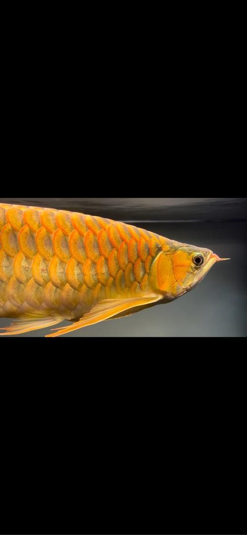 彩鰈龍魚缸哪個(gè)型號(hào)最好？，彩鰈龍魚缸哪個(gè)型號(hào)最好 彩鰈龍魚缸哪個(gè)型號(hào)最好？，彩鰈龍魚缸哪個(gè)型號(hào)最好 龍魚百科 第5張