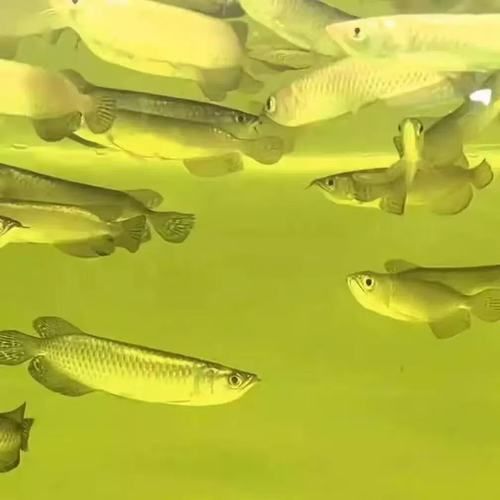 金龍魚觀賞魚的價格是多少？，殼殼物語，金龍魚價格特征全解析