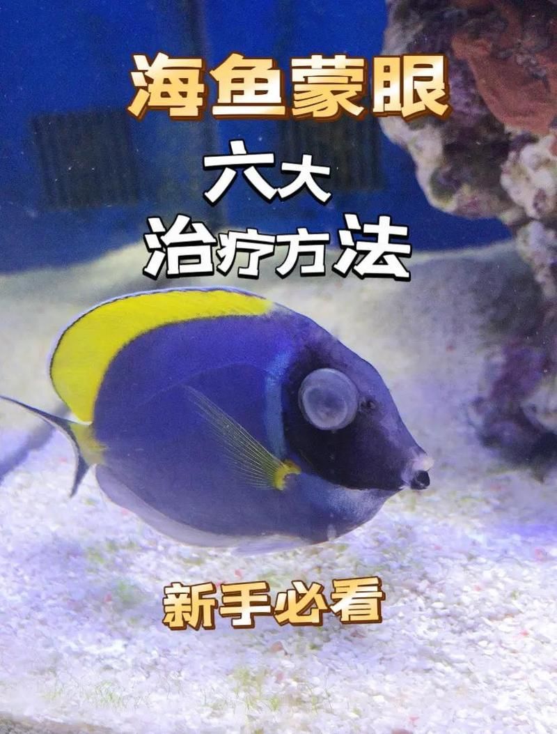 細菌感染蒙眼癥能自愈嗎，細菌感染蒙眼癥能自愈嗎細菌感染蒙眼癥能自愈嗎 細菌感染蒙眼癥能自愈嗎，細菌感染蒙眼癥能自愈嗎細菌感染蒙眼癥能自愈嗎 龍魚百科 第2張