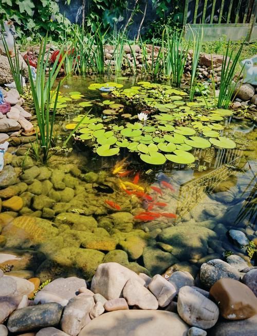 龍魚十大漁場排名有哪些依據？，龍魚十大漁場排名依據 龍魚十大漁場排名有哪些依據？，龍魚十大漁場排名依據 龍魚百科 第3張