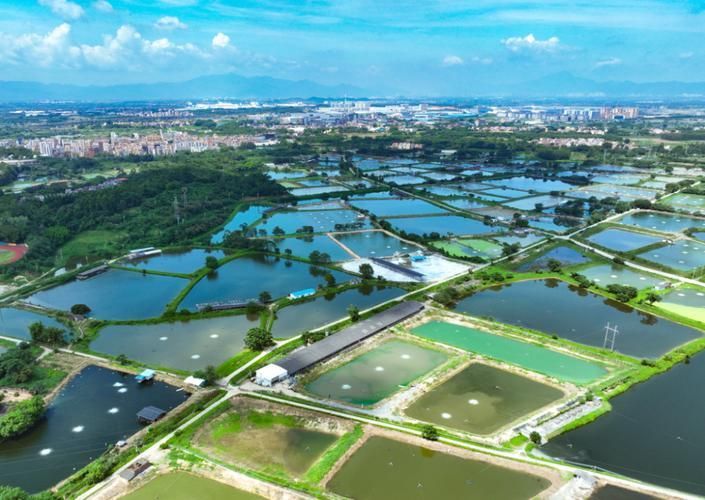 龍魚十大漁場排名有哪些依據？，龍魚十大漁場排名依據 龍魚十大漁場排名有哪些依據？，龍魚十大漁場排名依據 龍魚百科 第6張