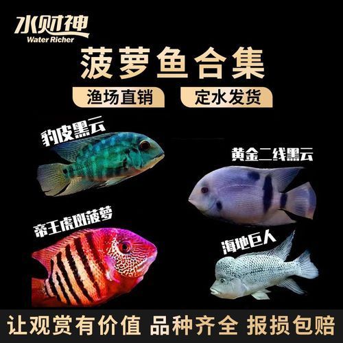 哪里可以買到噴點菠蘿魚？，噴點菠蘿魚的購買方法