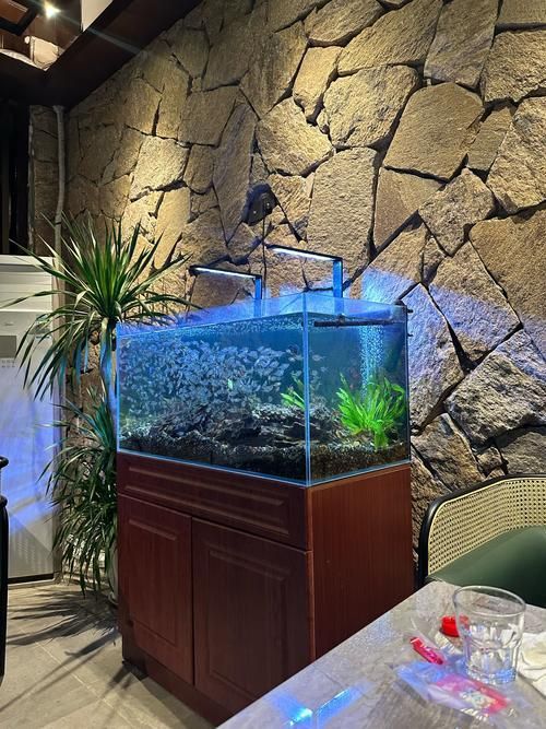 虎紋銀板魚混養需要多大的魚缸？，虎紋銀板魚混養的注意事項 虎紋銀板魚混養需要多大的魚缸？，虎紋銀板魚混養的注意事項 龍魚百科 第2張