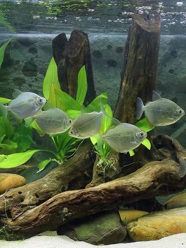 虎紋銀板魚混養需要多大的魚缸？，虎紋銀板魚混養的注意事項 虎紋銀板魚混養需要多大的魚缸？，虎紋銀板魚混養的注意事項 龍魚百科 第4張