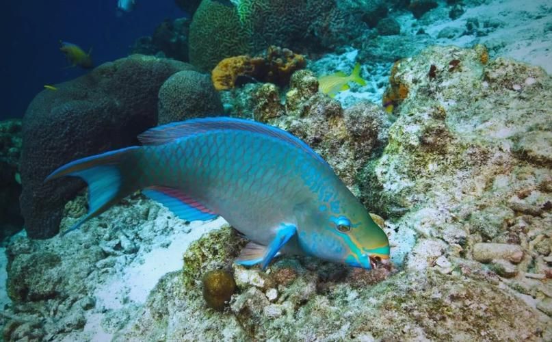 水族百科，《件族百科》之水庫召回