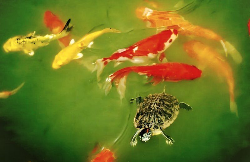 有哪些烏龜和魚可以混養(yǎng)，烏龜和魚可以混養(yǎng)嗎 有哪些烏龜和魚可以混養(yǎng)，烏龜和魚可以混養(yǎng)嗎 龍魚百科 第1張