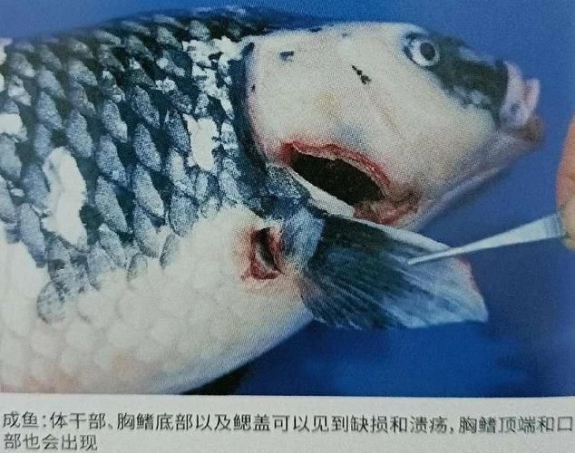 如何判斷魚是否患有腹水病，如何判斷魚是否患有腹水病患有腹水病是否患有腹水病 如何判斷魚是否患有腹水病，如何判斷魚是否患有腹水病患有腹水病是否患有腹水病 龍魚百科 第5張