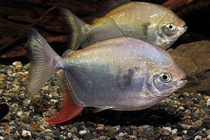 委內(nèi)瑞拉紅勾丁魚的價(jià)格是多少？，委內(nèi)瑞拉紅勾丁魚價(jià)格是多少？