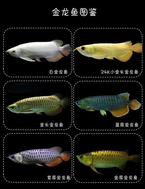 如何辨別龍魚品種和價格？，十款熱門龍魚大揭秘，紅龍、金龍等品種全解析 如何辨別龍魚品種和價格？，十款熱門龍魚大揭秘，紅龍、金龍等品種全解析 龍魚百科 第4張