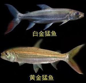 如何飼養泰龐海鰱魚？，如何飼養泰龐海鰱魚 如何飼養泰龐海鰱魚？，如何飼養泰龐海鰱魚 龍魚百科 第4張