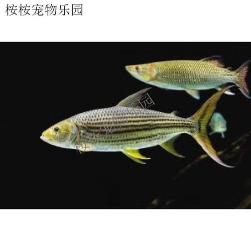 如何飼養泰龐海鰱魚？，如何飼養泰龐海鰱魚 如何飼養泰龐海鰱魚？，如何飼養泰龐海鰱魚 龍魚百科 第1張