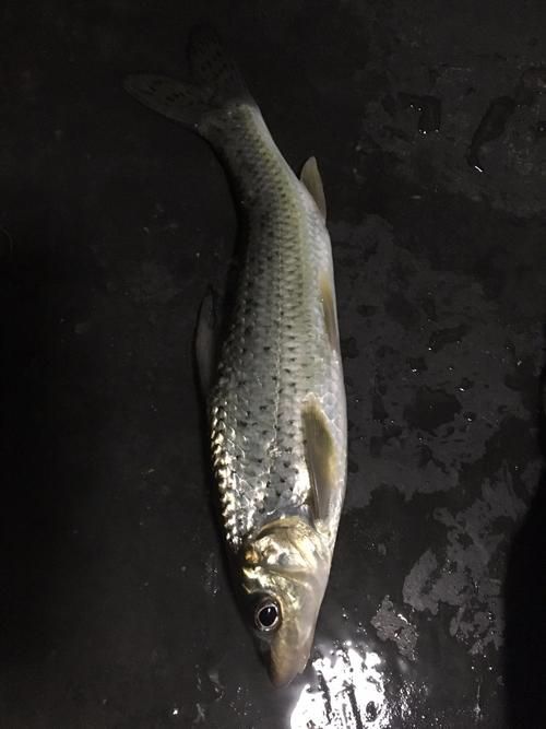 如何飼養泰龐海鰱魚？，如何飼養泰龐海鰱魚 如何飼養泰龐海鰱魚？，如何飼養泰龐海鰱魚 龍魚百科 第3張