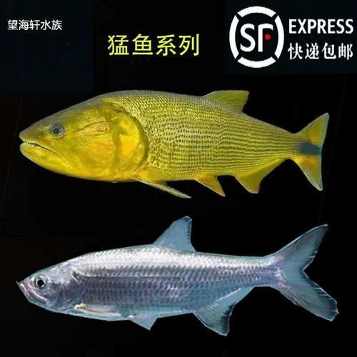 如何飼養泰龐海鰱魚？，如何飼養泰龐海鰱魚 如何飼養泰龐海鰱魚？，如何飼養泰龐海鰱魚 龍魚百科 第5張
