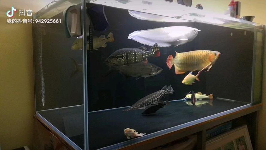 如何飼養泰龐海鰱魚？，如何飼養泰龐海鰱魚 如何飼養泰龐海鰱魚？，如何飼養泰龐海鰱魚 龍魚百科 第2張