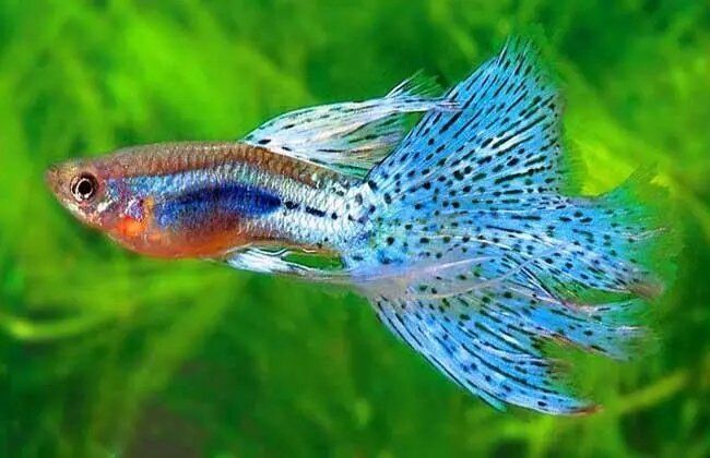 魚爛尾巴病早期癥狀有哪些，魚爛尾巴病早期癥狀有哪些魚爛尾病早期癥狀有哪些 魚爛尾巴病早期癥狀有哪些，魚爛尾巴病早期癥狀有哪些魚爛尾病早期癥狀有哪些 龍魚百科 第1張