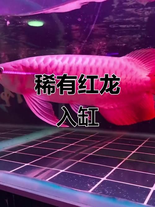 如何通過搜索引擎找到知名龍魚品牌的圖片?,如何通過搜索引擎高效找到知名龍魚品牌的圖片? 龍魚百科 第5張 如何通過搜索引擎找到知名龍魚品牌的圖片?,如何通過搜索引擎高效找到知名龍魚品牌的圖片? 如何通過搜索引擎找到知名龍魚品牌的圖片?,如何通過搜索引擎高效找到知名龍魚品牌的圖片? 龍魚百科 第5張
