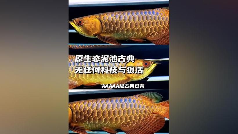 給我一些古典藍底過背金龍的圖片，古典藍底過背金龍