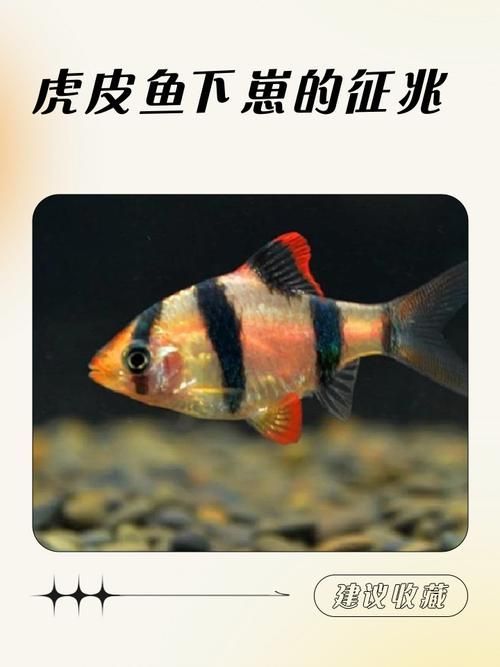 虎魚交叉感染后如何護理,虎皮魚交叉感染后護理詳解 龍魚百科 第2張 虎魚交叉感染后如何護理,虎皮魚交叉感染后護理詳解 虎魚交叉感染后如何護理,虎皮魚交叉感染后護理詳解 龍魚百科 第2張