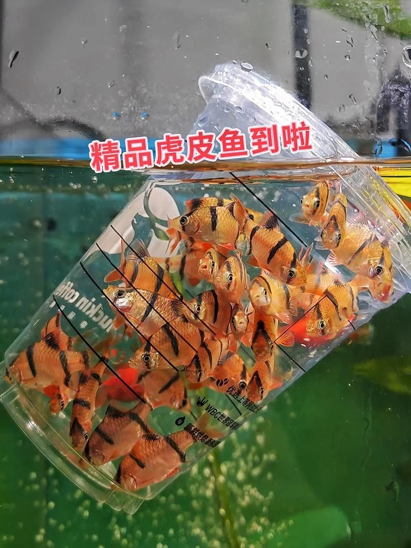 虎魚交叉感染后如何護理,虎皮魚交叉感染后護理詳解 龍魚百科 第5張 虎魚交叉感染后如何護理,虎皮魚交叉感染后護理詳解 虎魚交叉感染后如何護理,虎皮魚交叉感染后護理詳解 龍魚百科 第5張