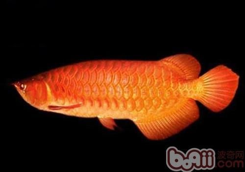 如何辨別真假橙紅龍，如何辨別橙紅龍魚