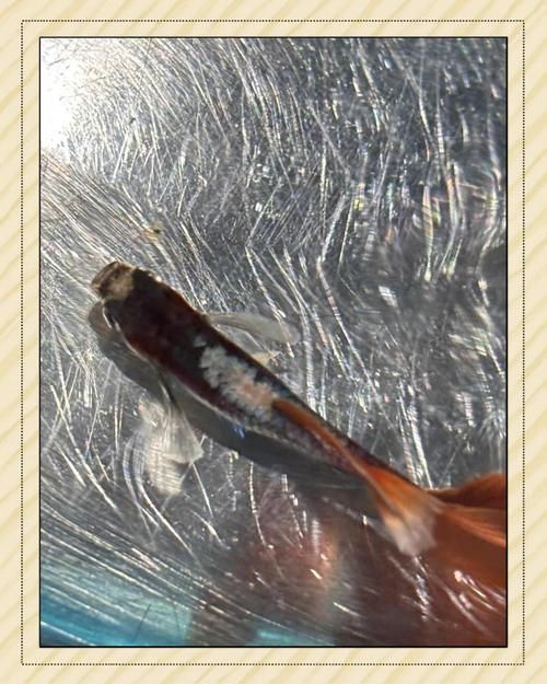 如何預防孔雀魚身上發白腐爛，孔雀魚身上發白腐爛的預防